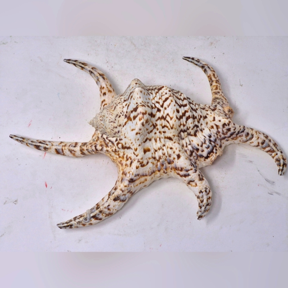 Spider Conch Sea Shell - Picture 3 of 6